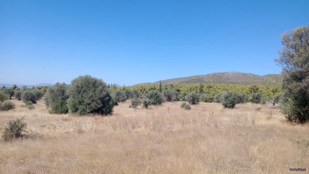 Αγροτεμάχια 36.000 τ.μ. πρός πώληση, Εύβοια, Ερέτρια
