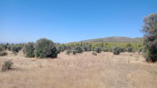 Αγροτεμάχια 36.000 τ.μ. προς πώληση, Ερέτρια Εύβοιας-thumb-3