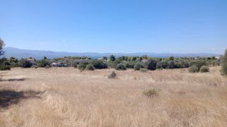 Αγροτεμάχια 36.000 τ.μ. προς πώληση, Ερέτρια Εύβοιας-thumb-5