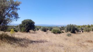 Αγροτεμάχια 36.000 τ.μ. προς πώληση, Ερέτρια Εύβοιας-thumb-10
