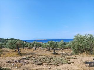 Αγροτεμάχια 34.105 τ.μ. για πώληση