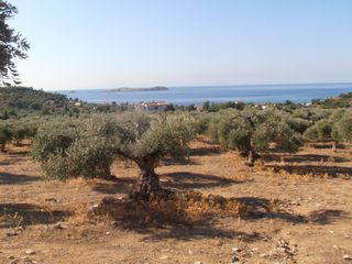Αγροτεμάχια 34.105 τ.μ. για πώληση, Ν. Καβάλας, Θάσος-thumb-1