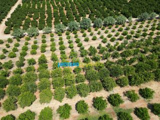 Αγροτεμάχια 7.335 τ.μ. προς πώληση, Σταθαίικα-thumb-8