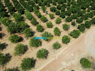 Αγροτεμάχια 7.335 τ.μ. προς πώληση, Σταθαίικα-thumb-16