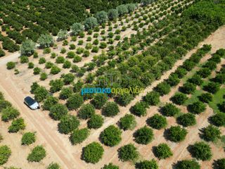 Αγροτεμάχια 7.335 τ.μ. προς πώληση, Σταθαίικα-thumb-7