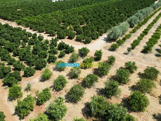 Αγροτεμάχια 7.335 τ.μ. προς πώληση, Σταθαίικα-thumb-19