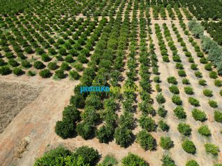 Αγροτεμάχια 7.335 τ.μ. προς πώληση, Σταθαίικα-thumb-10