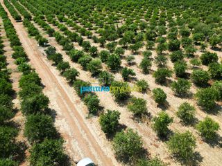 Αγροτεμάχια 7.335 τ.μ. προς πώληση, Σταθαίικα-thumb-17