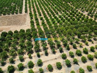 Αγροτεμάχια 7.335 τ.μ. προς πώληση, Σταθαίικα-thumb-11