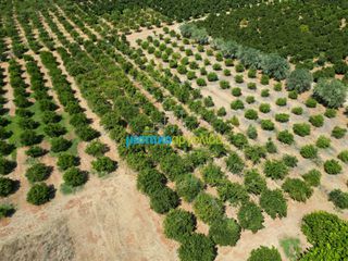Αγροτεμάχια 7.335 τ.μ. προς πώληση, Σταθαίικα-thumb-9