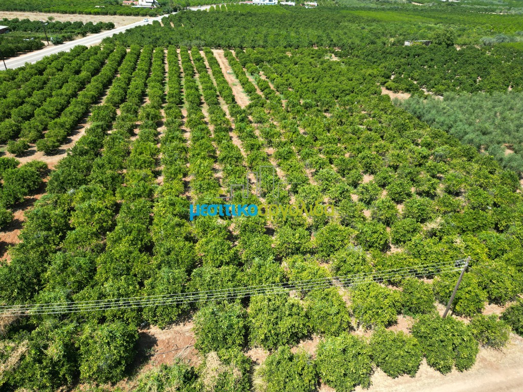 Αγροτεμάχια 8.000 τ.μ. προς πώληση, Σταθαίικα