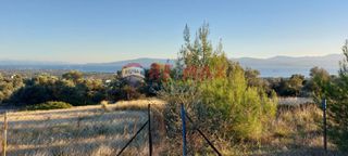 Αγροτεμάχια 10.000 τ.μ. για πώληση