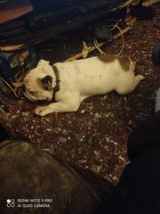 Pet sitter Ίλιον Αττικής