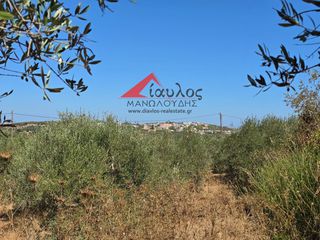 Αγροτεμάχια 4.700 τ.μ. για πώληση