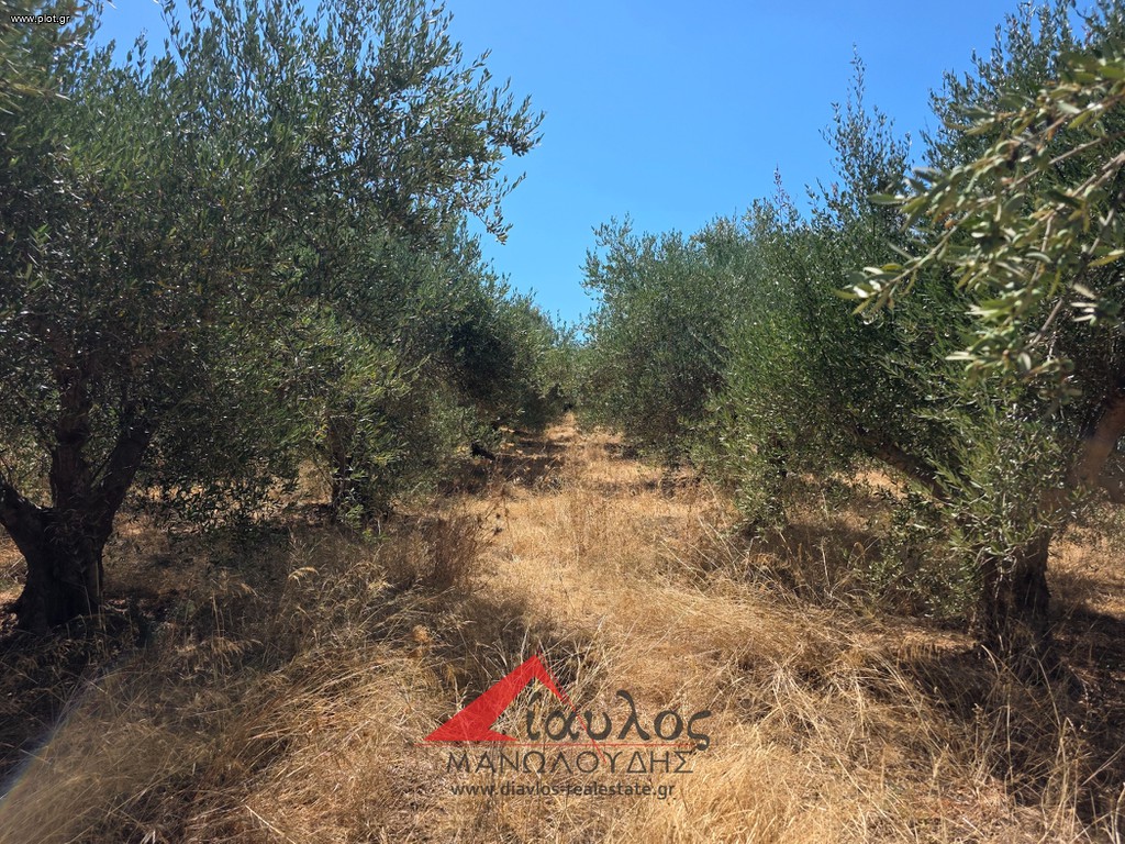 Αγροτεμάχια 4.700 τ.μ. προς πώληση, Χάνι Αλεξάνδρου