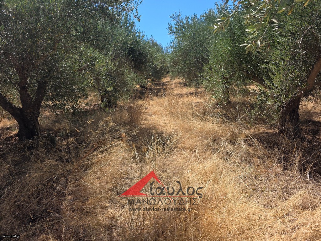 Αγροτεμάχια 4.700 τ.μ. προς πώληση, Χάνι Αλεξάνδρου
