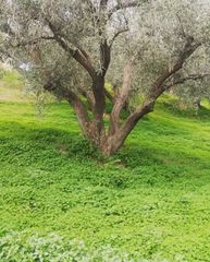 Parcel 4.000 sqm for sale