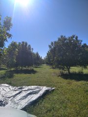 Αγροτεμάχια 33.400 τ.μ. για πώληση, Ν. Λάρισας, Τύρναβος-thumb-3