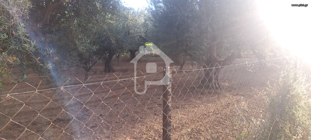 Αγροτεμάχια 2.250 τ.μ. προς πώληση, Μελίσσι Ξυλοκάστρου