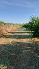 Αγροτεμάχια 30.000 τ.μ. για πώληση, Μεσσηνία, Ιθώμης-thumb-23
