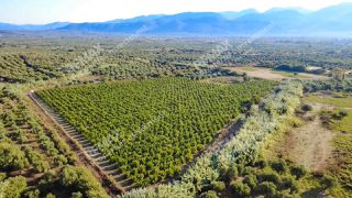 Αγροτεμάχια 30.000 τ.μ. για πώληση, Μεσσηνία, Ιθώμης-thumb-5