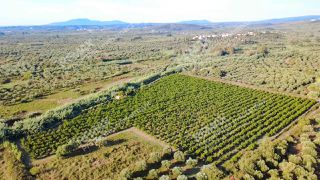 Αγροτεμάχια 30.000 τ.μ. για πώληση, Μεσσηνία, Ιθώμης-thumb-7
