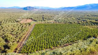Αγροτεμάχια 30.000 τ.μ. για πώληση, Μεσσηνία, Ιθώμης-thumb-3