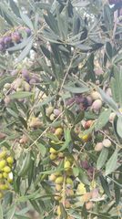 Αγροτεμάχια 9.581 τ.μ. για πώληση, Μεσσηνία, Καλαμάτα-thumb-2