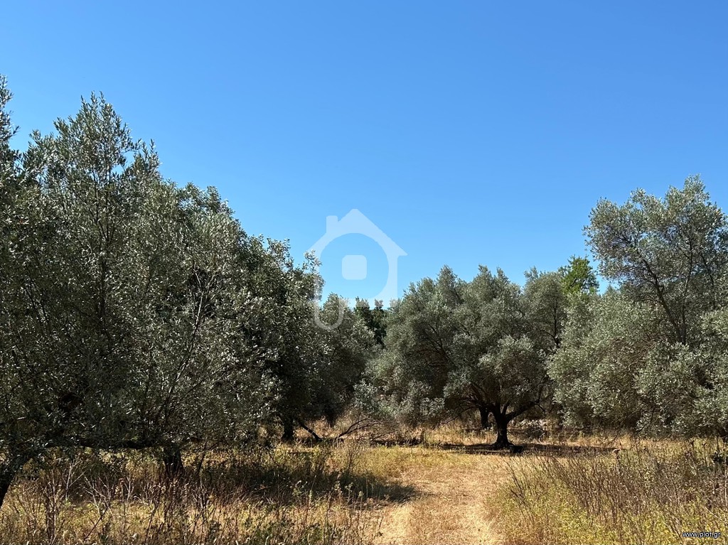 Αγροτεμάχια 17.500 τ.μ. προς πώληση, Βασιλικός Ηγουμενίτσας