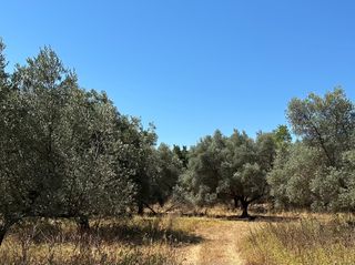 Αγροτεμάχια 17.500 τ.μ. για πώληση