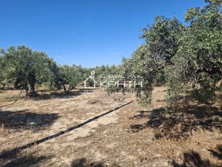 Οικόπεδο 2.000 τ.μ. για πώληση