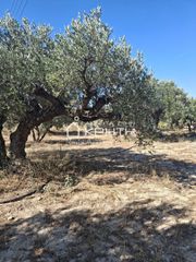 Οικόπεδο 2.000 τ.μ. για πώληση, Ν. Λασιθίου, Ιεράπετρα-thumb-2