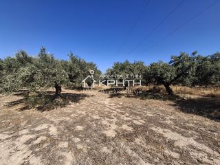 Οικόπεδο 2.000 τ.μ. για πώληση, Ν. Λασιθίου, Ιεράπετρα-thumb-5