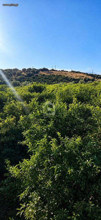 Αγροτεμάχια 14.000 τ.μ. προς πώληση, Άγιος Ιωάννης Έλους
