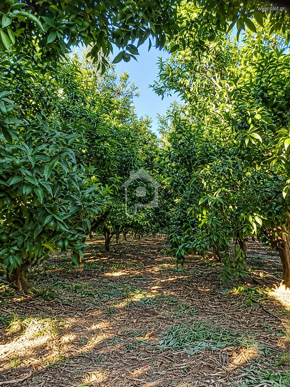 Αγροτεμάχια 14.000 τ.μ. προς πώληση, Άγιος Ιωάννης Έλους