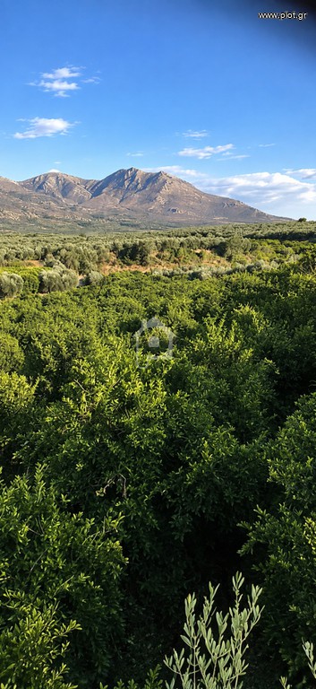 Αγροτεμάχια 14.000 τ.μ. προς πώληση, Άγιος Ιωάννης Έλους