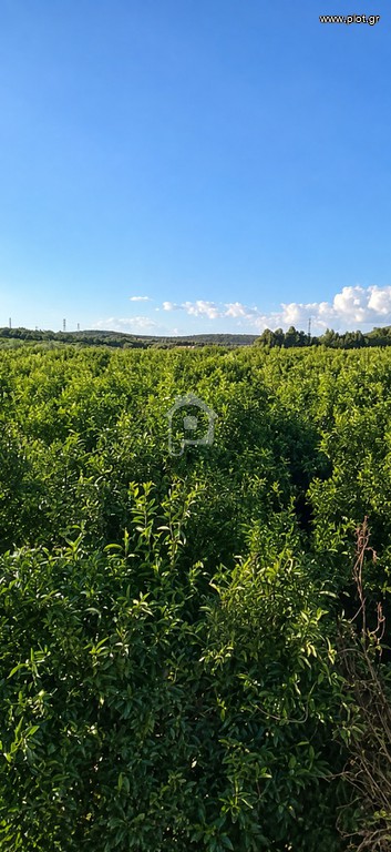Αγροτεμάχια 14.000 τ.μ. προς πώληση, Άγιος Ιωάννης Έλους