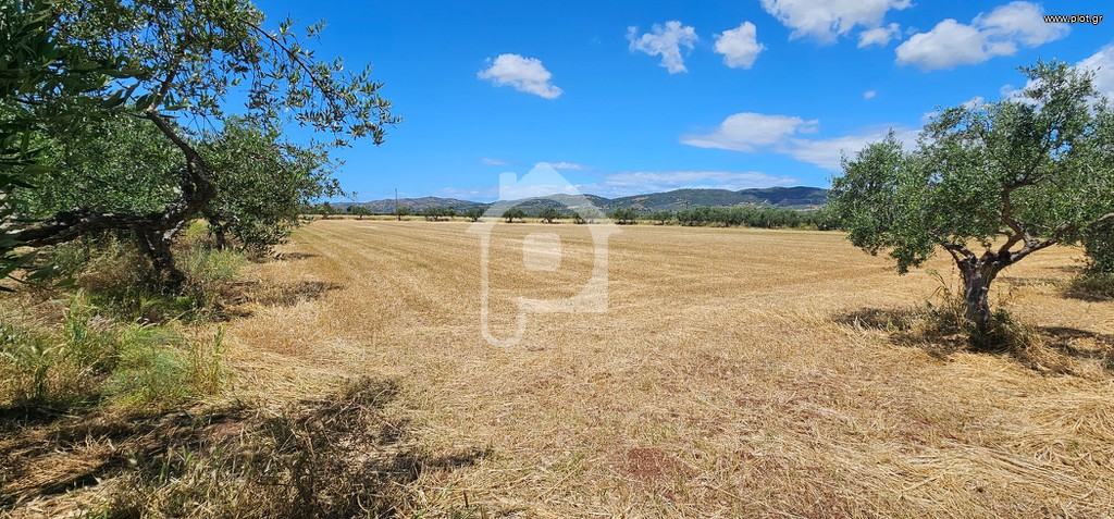 Αγροτεμάχια 12.000 τ.μ. προς πώληση, Ίσωμα Φαρών