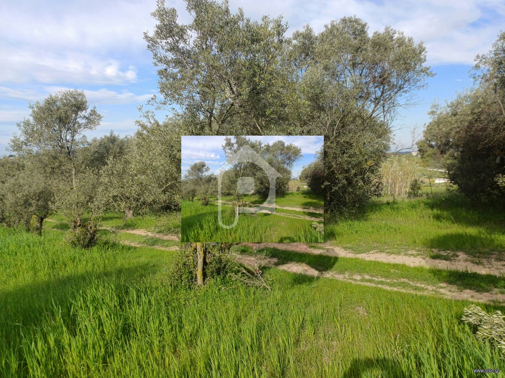 Αγροτεμάχια 2.100 τ.μ. προς πώληση, Νέα Κερασιά