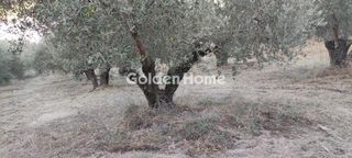 Οικόπεδο 2.482 τ.μ. για πώληση