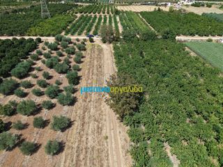 Αγροτεμάχια 5.000 τ.μ. για πώληση, Αργολίδα, Άργος-thumb-4