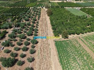 Αγροτεμάχια 5.000 τ.μ. για πώληση, Αργολίδα, Άργος-thumb-3