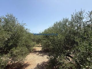 Οικόπεδο 325 τ.μ. προς πώληση, Μόδι Πλατανιά-thumb-7