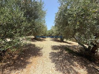 Οικόπεδο 325 τ.μ. προς πώληση, Μόδι Πλατανιά-thumb-4