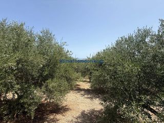 Οικόπεδο 325 τ.μ. προς πώληση, Μόδι Πλατανιά-thumb-5