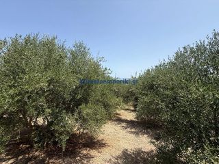 Οικόπεδο 325 τ.μ. προς πώληση, Μόδι Πλατανιά-thumb-6