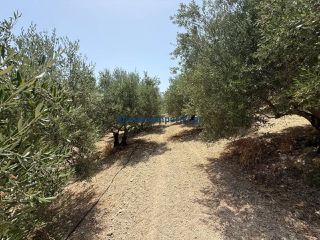 Οικόπεδο 325 τ.μ. προς πώληση, Μόδι Πλατανιά-thumb-9