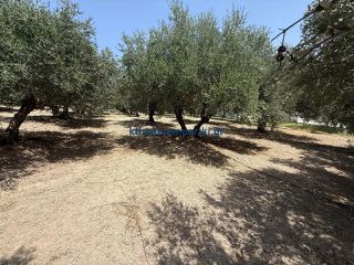 Οικόπεδο 325 τ.μ. προς πώληση, Μόδι Πλατανιά-thumb-2