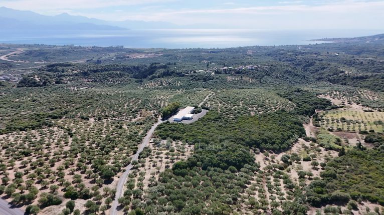 Αγροτεμάχια 5.732 τ.μ. για πώληση, Μεσσηνία, Πεταλίδι