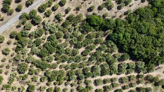 Αγροτεμάχια 5.732 τ.μ. για πώληση, Μεσσηνία, Πεταλίδι-thumb-16